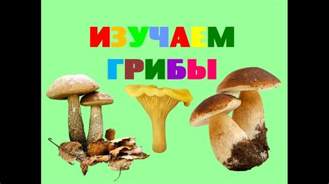 Другие варианты грибов для питания малышей