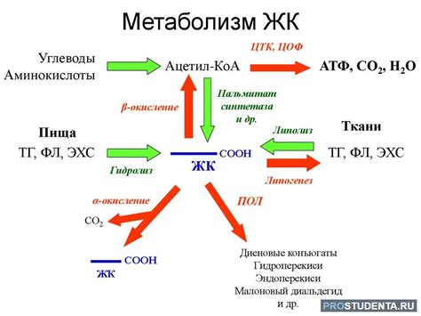 Другие факторы, влияющие на обмен веществ