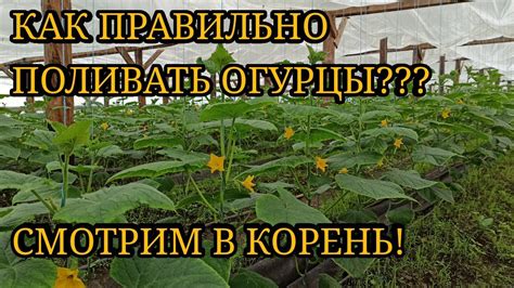 Другие факторы, влияющие на оптимальный режим полива огурцов