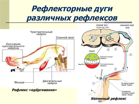 Дуга сгибательного рефлекса