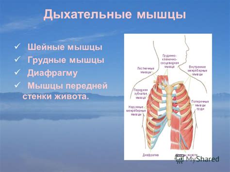 Дыхательные мышцы и неправильное дыхание