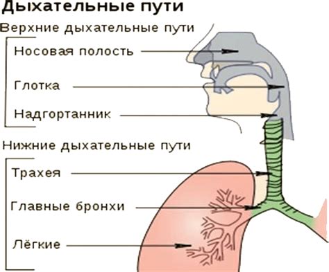 Дыхательные пути и их взаимосвязь с повышенной температурой