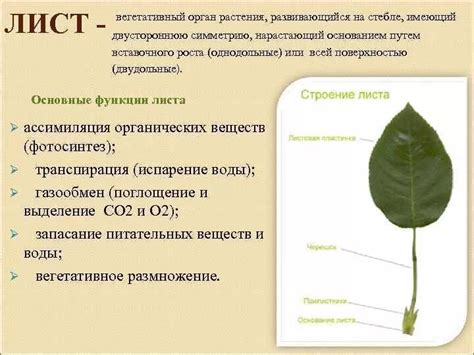 Естественная функция листьев