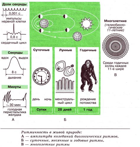 Естественные биологические ритмы