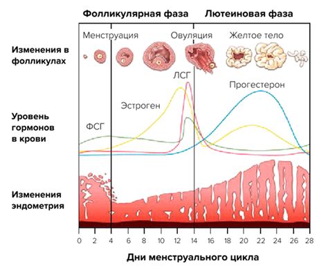 Естественные способы восстановления менструационного цикла