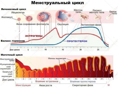 Естественные способы наладить менструационный цикл