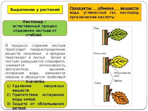 Естественный процесс старения листьев