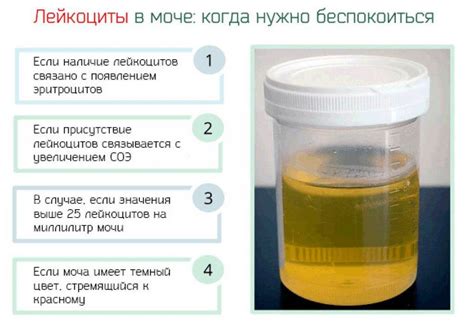 Желтая моча у щенка: норма или отклонение?