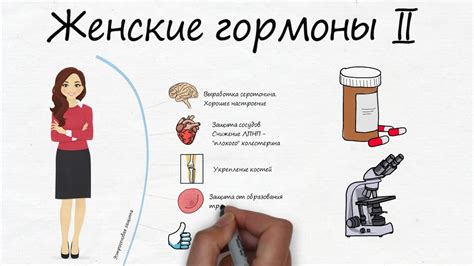 Женские гормоны: типы и особенности