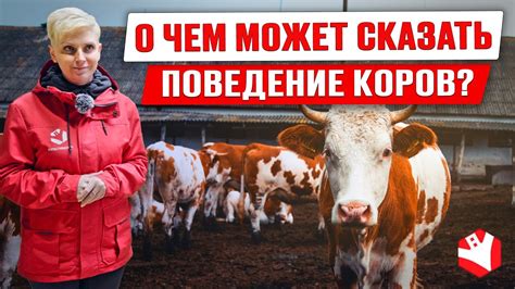 Жизненные уроки, которые можно извлечь из поведения коров