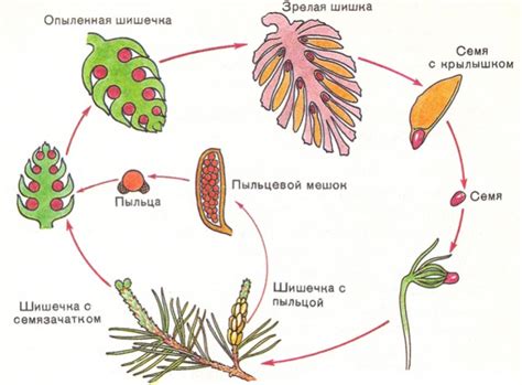 Жизненный цикл и особенности размножения