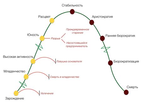 Жизненный цикл и фазы развития лиственницы