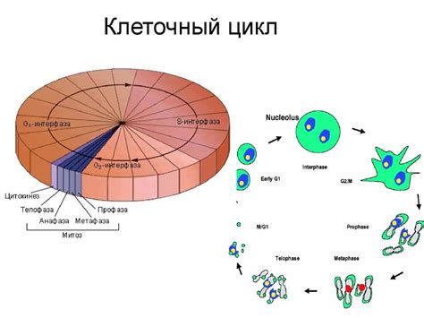 Жизненный цикл клетки и биологические процессы