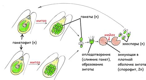 Жизненный цикл спирогиры