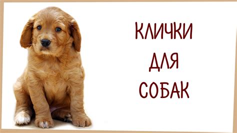 Забавные клички для собаки Мальвины