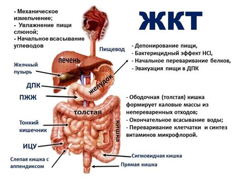 Заболевания желудочно-кишечного тракта, вызывающие жжение в животе