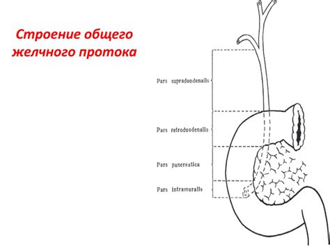 Заболевания желчного протока и их влияние на дренаж