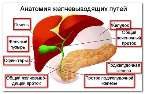 Заболевания желчного пузыря