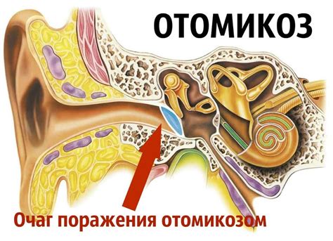 Заболевания и сопутствующие причины