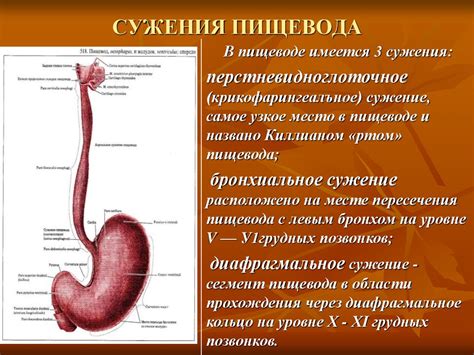 Заболевания пищевода