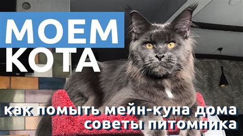 Забота и внимание как средство удержания старого кота дома