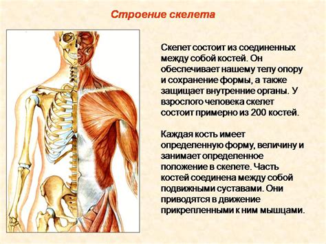 Завершение создания скелета