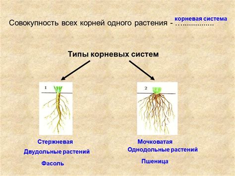 Зависимость между погодой и образованием корневой бороды