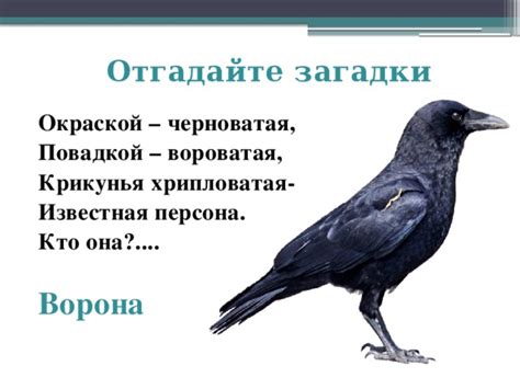 Загадка ворона: почему глава называется