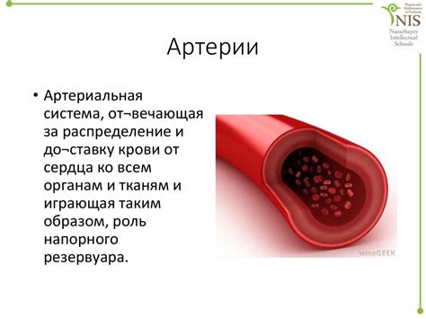 Загадка миграции питательных веществ