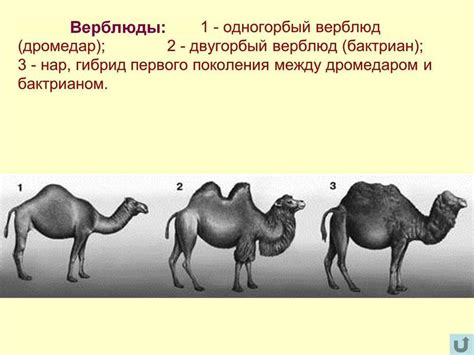 Загадка разного количества горбов у верблюдов