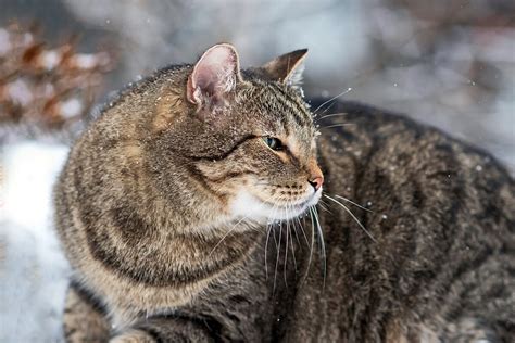 Загадочные факты о кошках с двумя головами