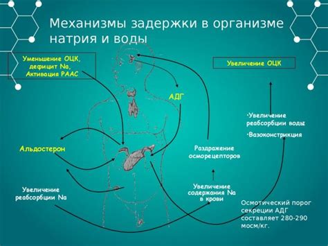 Задержка жидкости в организме – причины и избавление от отеков