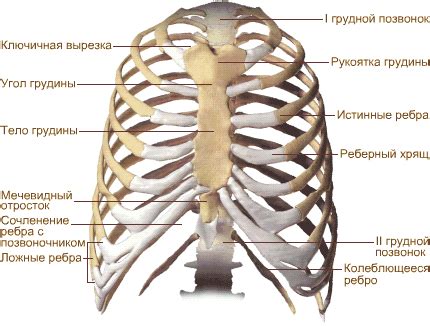 Заканчиваем шейку и грудь