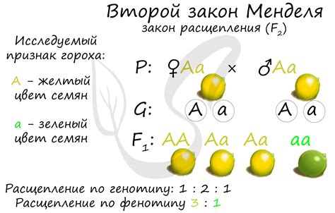 Законы Менделя: основные принципы и закономерности наследования