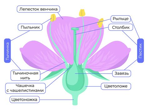 Закраска цветка и создание объема