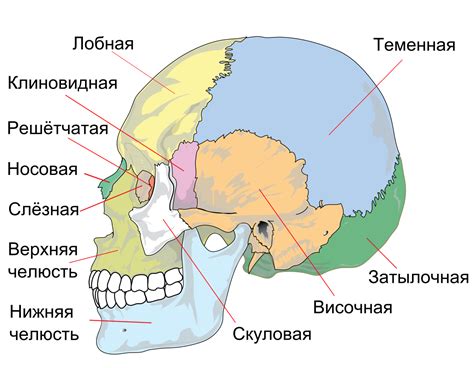 Закрепление основных элементов черепа