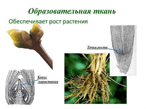 Закрепление стебля в спиральную форму