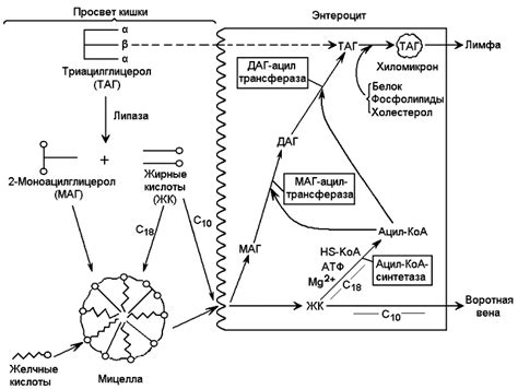 Замедление процесса переваривания