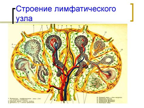 Замедленная лимфатическая дренажная функция