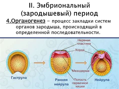 Зародышевый период