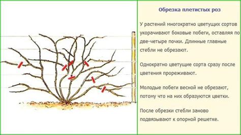 Затопление розы и формирование стебля