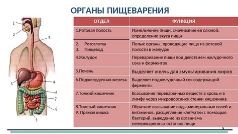 Затруднение процесса пищеварения