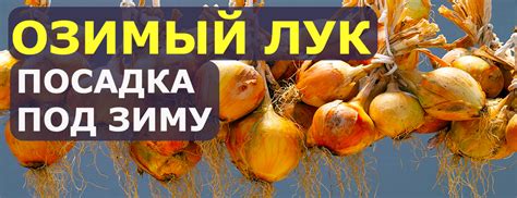 Зачем и как укрывать озимый лук на зиму?