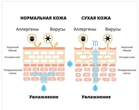 Зачем нужен липидный слой на коже лица