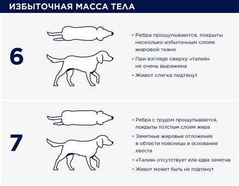 Зачем нужно измерять вес собаки?