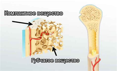 Зачем нужно компактное вещество в костях?