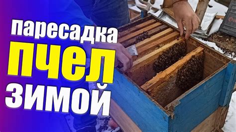 Зачем нужно утеплять улей зимой?