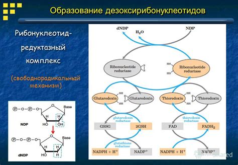 Зачем нужны амины?