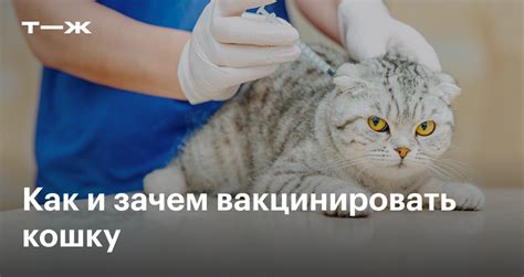 Зачем нужны общежития для кошек