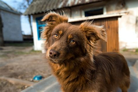 Зачем собака следует за хозяином